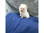Pomeranian Puppy for sale in Hialeah, FL, USA