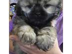 Shih Tzu Puppy for sale in Pelham, AL, USA