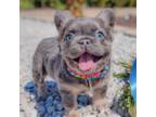 French Bulldog Puppy for sale in Nashville, TN, USA
