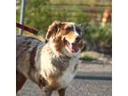 Australian Shepherd Puppy for sale in Apache Junction, AZ, USA