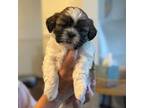 Shih Tzu Puppy for sale in Ruckersville, VA, USA