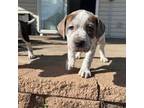 Olde Bulldog Puppy for sale in Zimmerman, MN, USA