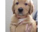Golden Retriever Puppy for sale in Goodyear, AZ, USA