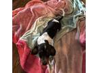 Dachshund Puppy for sale in Dawsonville, GA, USA