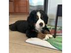 Bernese Mountain Dog Puppy for sale in Wilmington, NC, USA