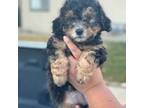 Maltipoo Puppy for sale in Bakersfield, CA, USA