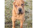 Chinese Shar-Pei Puppy for sale in Fairbanks, AK, USA