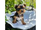 T-cup Yorkie