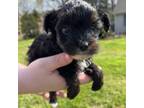 Mutt Puppy for sale in Rosemead, CA, USA