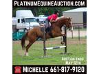Jumps, Ranch, Trail Horse Deluxe, Family Safe! Go to www.PlatinumEquineAuctio...