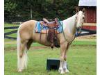 Well Trained, Smooth Gaited, Beginner Safe, Affectionate Trail Horse