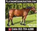 Rides/Drives, Ranch, Trail Horse Deluxe, Family Safe! Go to