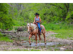 Really Nice Palomino Quarter Horse Gelding, Ropes, Ranch Work, Trail Ride