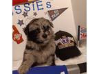 Australian Shepherd Puppy for sale in Celeste, TX, USA