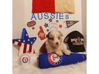 Australian Shepherd Puppy for sale in Celeste, TX, USA