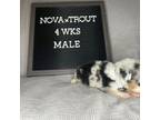 Miniature Australian Shepherd Puppy for sale in Anniston, AL, USA