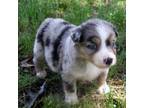 Akc Blue Merle Male -Blue Eyes