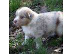 Australian Shepherd Puppy for sale in Pittsburg, TX, USA