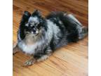 Trustworthy Central Point, Oregon Pet Sitter: $30 Daily - Book Now!
