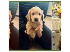 Golden Retriever Puppy for sale in Green Bay, WI, USA
