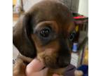 Dachshund Puppy for sale in East Greenwich, RI, USA
