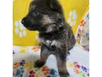 German Shepherd Dog Puppy for sale in Muscatine, IA, USA