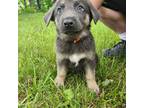 Blue/Tan Male White Chest