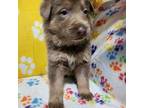 German Shepherd Dog Puppy for sale in Muscatine, IA, USA