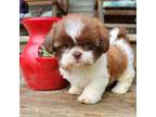 Shih Tzu Puppy for sale in Anna, IL, USA