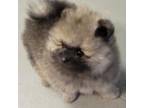 Pomeranian Puppy for sale in Edison, NJ, USA