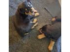 Rottweiler Puppy for sale in Hamden, CT, USA