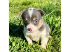 Pembroke Welsh Corgi Puppy for sale in Ava, MO, USA