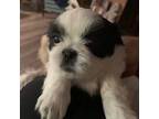Shih Tzu Puppy for sale in Brewton, AL, USA