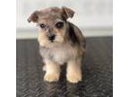 Schnauzer (Miniature) Puppy for sale in Brookville, IN, USA