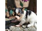 Papillon Puppy for sale in Brumley, MO, USA