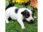 Papillon Puppy for sale in Brumley, MO, USA