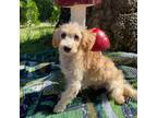 Maltipoo Puppy for sale in Heath Springs, SC, USA