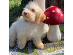 Maltipoo Puppy for sale in Heath Springs, SC, USA