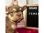 5 frenchies for sale