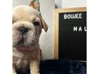 Chinese Shar-Pei Puppy for sale in Jacksonville, FL, USA