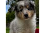 Bearded Collie Puppy for sale in Lewisburg, TN, USA
