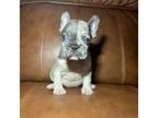 French Bulldog Puppy for sale in Panama City, FL, USA
