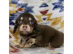 Dachshund Puppy for sale in Boyd, TX, USA