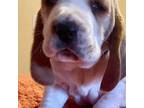 Basset Hound Puppy for sale in Homosassa, FL, USA