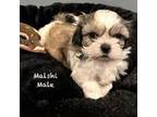Mal-Shi Puppy for sale in East Lansing, MI, USA