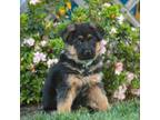 German Shepherd Dog Puppy for sale in Williamsport, PA, USA