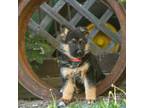German Shepherd Dog Puppy for sale in Williamsport, PA, USA