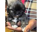 Shih Tzu Puppy for sale in Hollywood, SC, USA