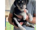Mutt Puppy for sale in Hooksett, NH, USA