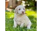 Goldendoodle Puppy for sale in Rocklin, CA, USA